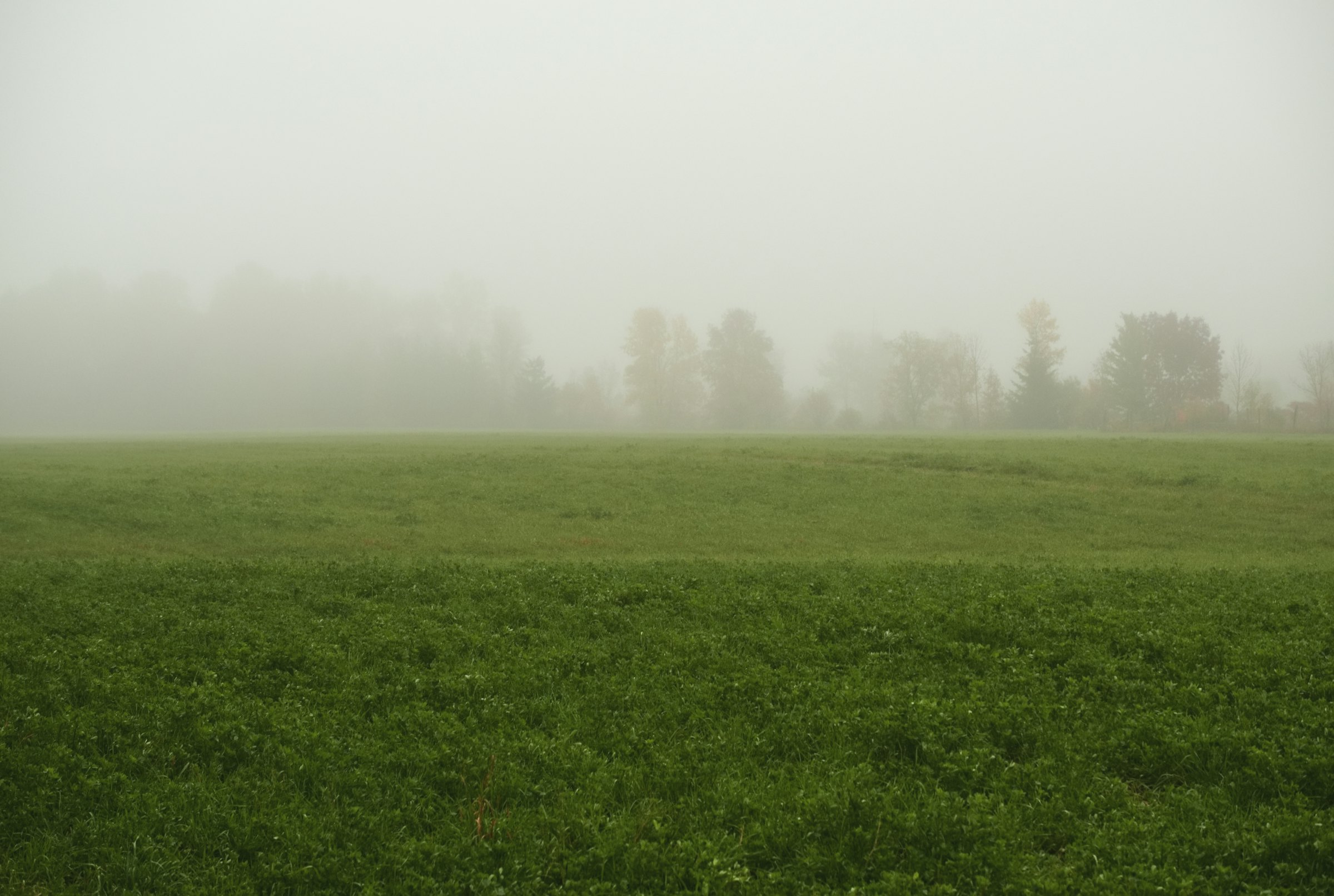 A green field fading into soft morning mist and distant trees.